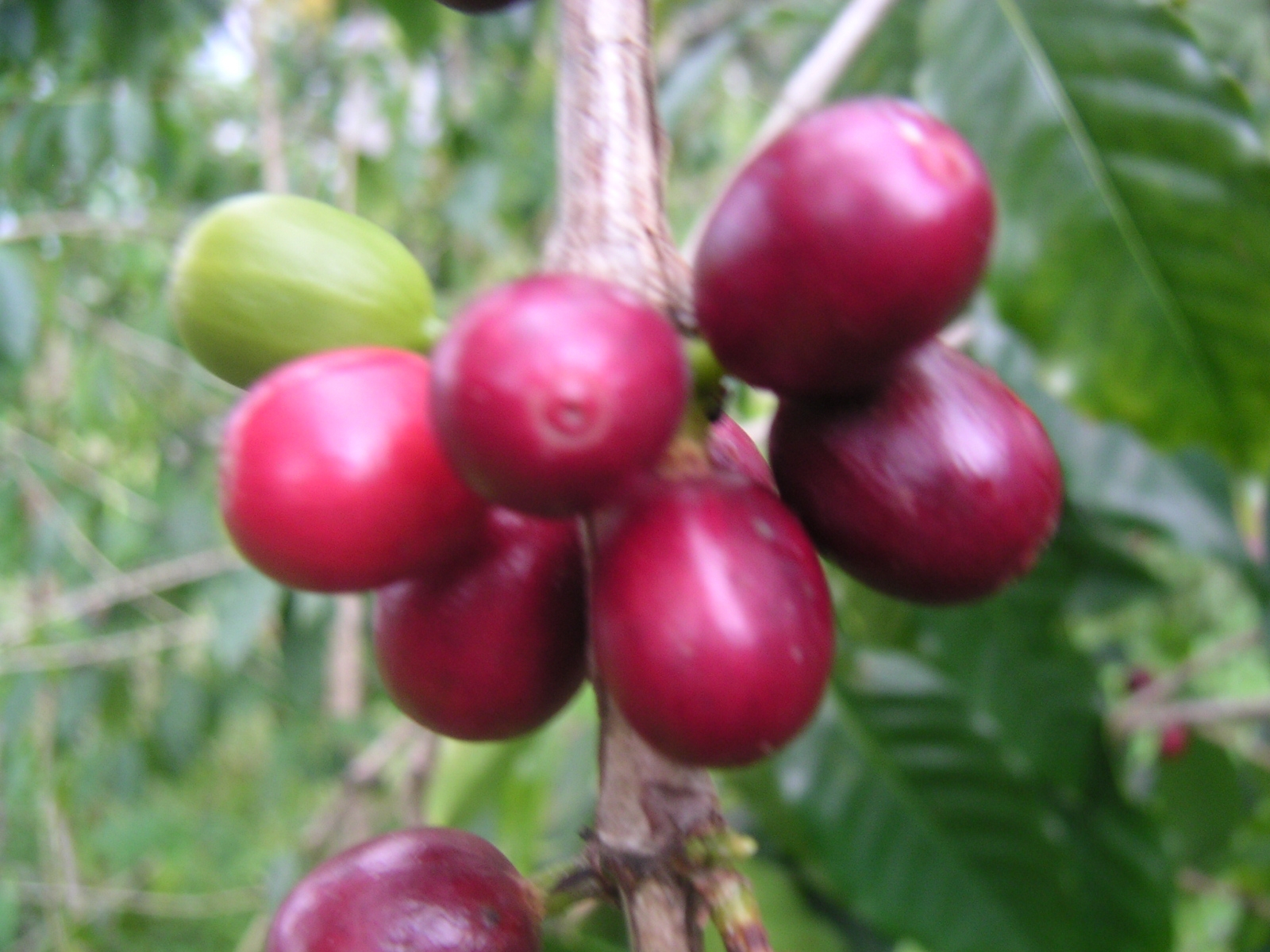 Ripe Cherry